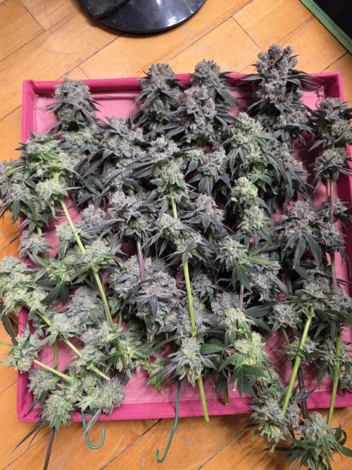 Franco's Full Gas!💣🧀. Week 15