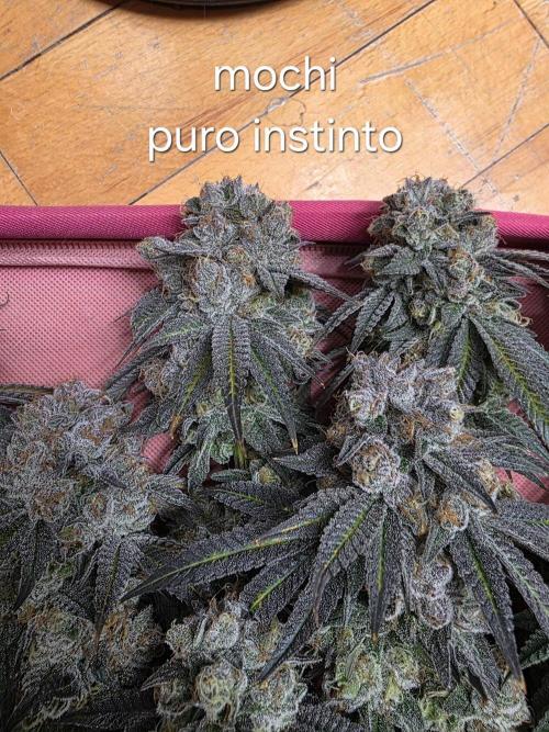 Franco's Full Gas!💣🧀. Week 15