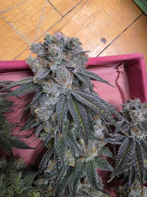 Franco's Full Gas!💣🧀. Week 15