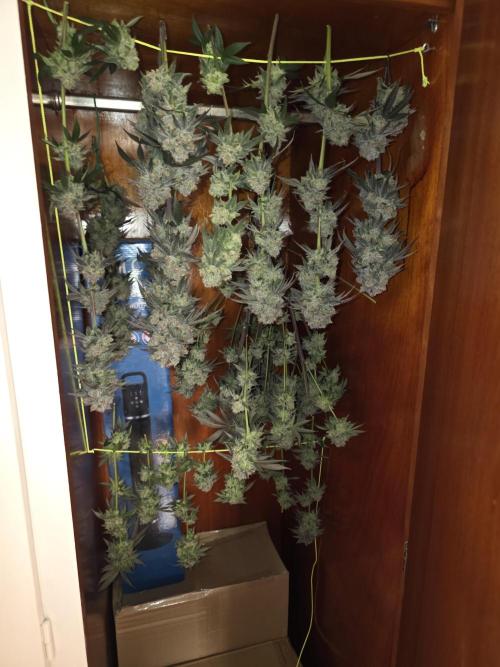 Franco's Full Gas!💣🧀. Week 15