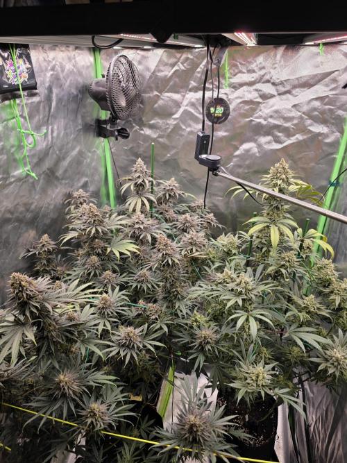 Franco's Full Gas!💣🧀. Week 15