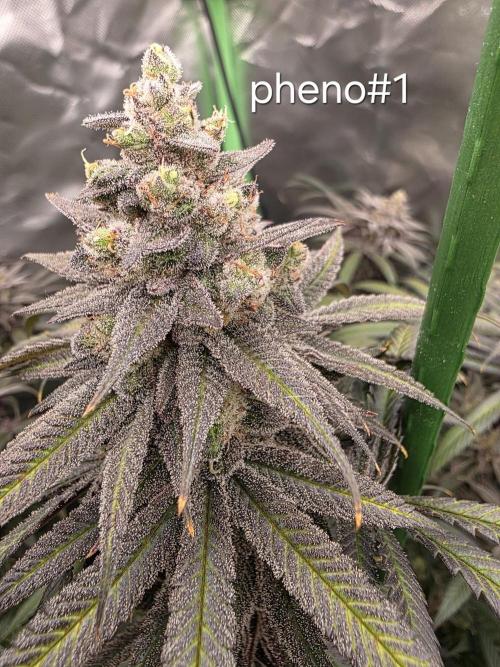 Franco's Full Gas!💣🧀. Week 15