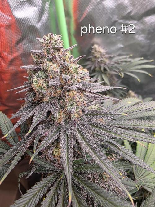 Franco's Full Gas!💣🧀. Week 15