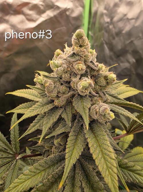 Franco's Full Gas!💣🧀. Week 15