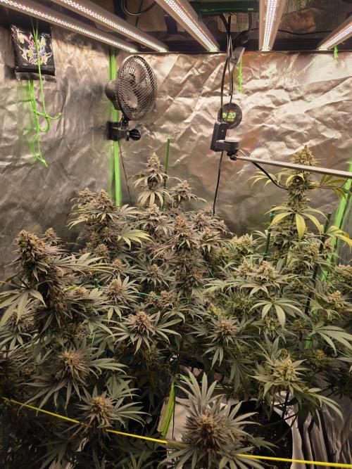 Franco's Fullgas!. Week 15