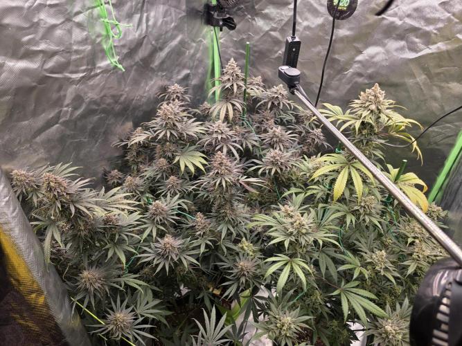 Franco's Full Gas!💣🧀. Week 16