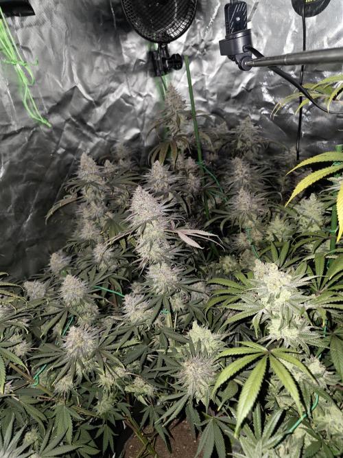 Franco's Full Gas!💣🧀. Week 16