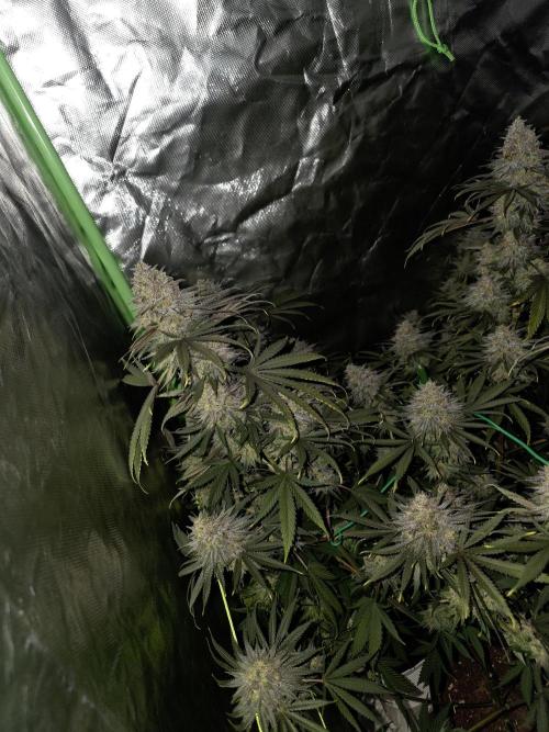 Franco's Full Gas!💣🧀. Week 16