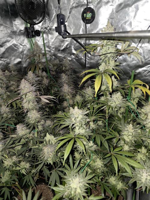 Franco's Full Gas!💣🧀. Week 16