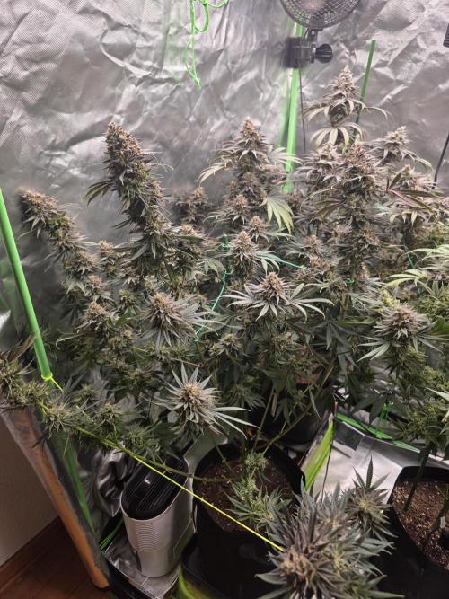 Franco's Full Gas!💣🧀. Week 16