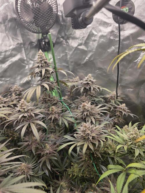 Franco's Full Gas!💣🧀. Week 16
