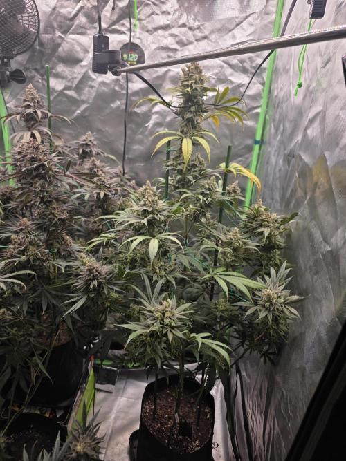 Franco's Full Gas!💣🧀. Week 16