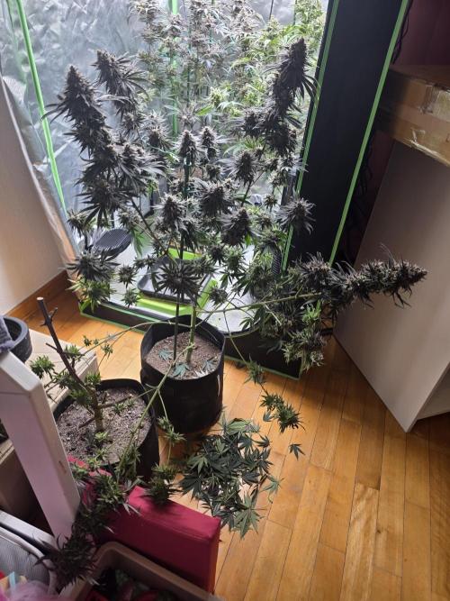 Franco's Full Gas!💣🧀. Week 16