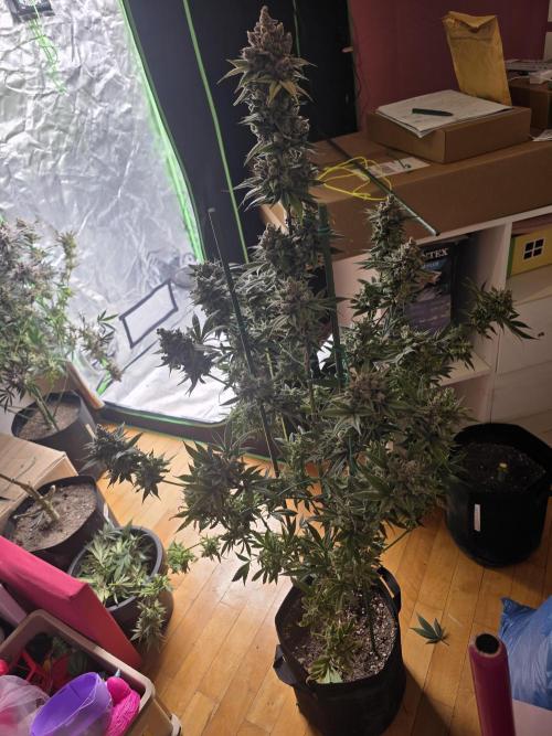 Franco's Full Gas!💣🧀. Week 16