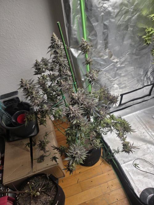 Franco's Fullgas!. Week 16