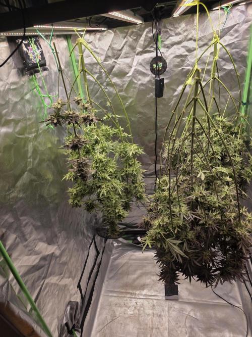 Franco's Full Gas!💣🧀. Week 17