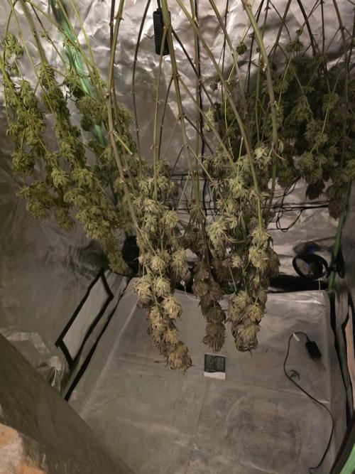 Franco's Full Gas!💣🧀. Week 17