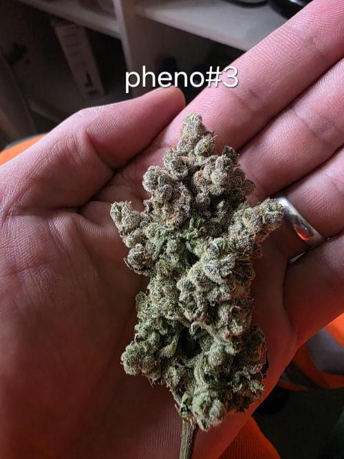 Franco's Full Gas!💣🧀. Week 17