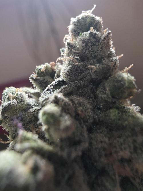 Franco's Full Gas!💣🧀. Week 17