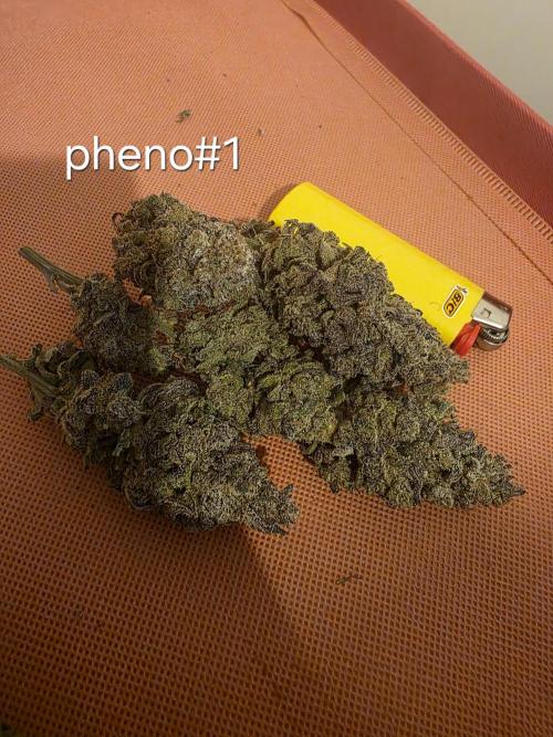 Franco's Full Gas!💣🧀. Week 17