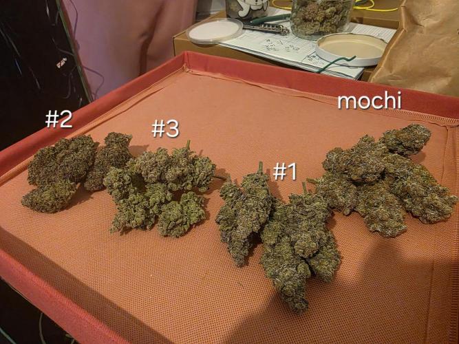 Franco's Full Gas!💣🧀. Week 17
