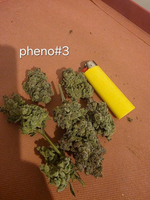 Franco's Full Gas!💣🧀. Week 17