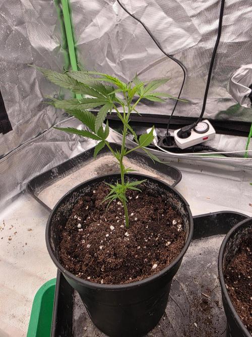 Candy store clone 2nd run 🍭🍬. Week 1