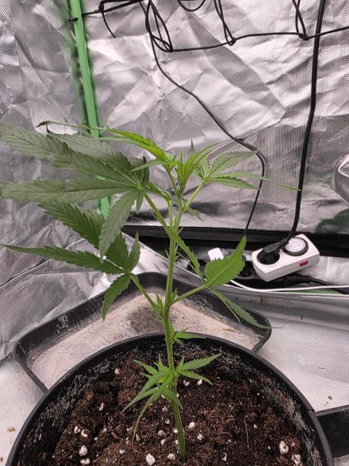 Candy store clone 2nd run 🍭🍬. Week 1
