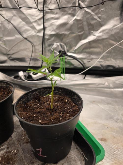 Blue Zushi clone!?🍣🍢🍥. Week 1