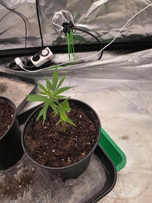 Blue Zushi clone!?🍣🍢🍥. Week 1