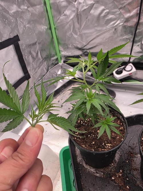 Candy store clone 2nd run 🍭🍬. Week 2