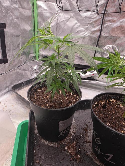 Candy store clone 2nd run 🍭🍬. Week 2