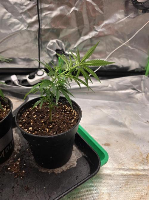 Blue Zushi clone!?🍣🍢🍥. Week 2