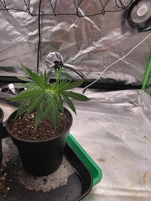 Blue Zushi clone!?🍣🍢🍥. Week 2