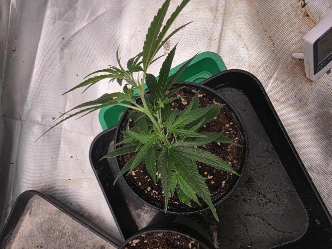 Blue Zushi clone!?🍣🍢🍥. Week 2