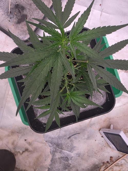 Blue Zushi. Week 3