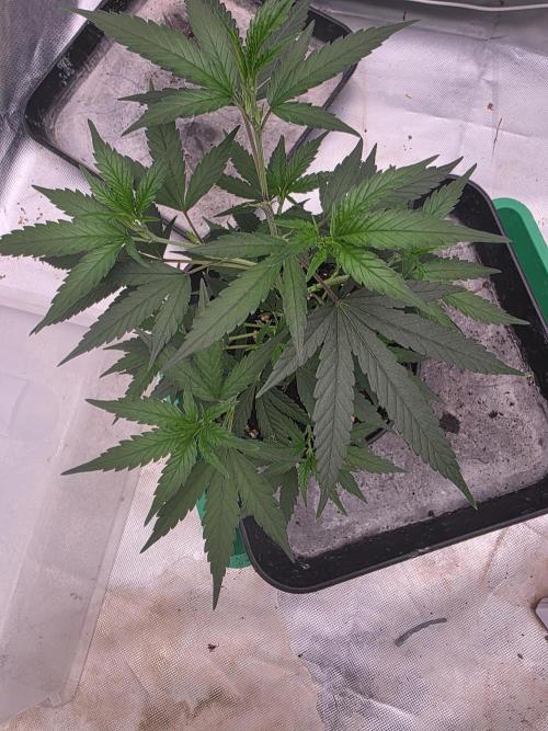 Candy store clone 2nd run 🍭🍬. Week 3