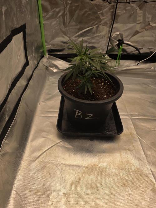 Blue Zushi clone!?🍣🍢🍥. Week 4