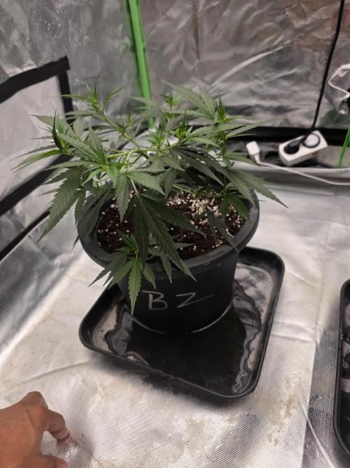 Blue Zushi clone!?🍣🍢🍥. Week 4