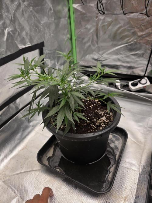 Blue Zushi clone!?🍣🍢🍥. Week 4