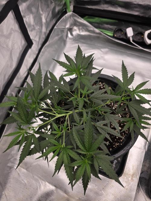 Blue Zushi clone!?🍣🍢🍥. Week 4