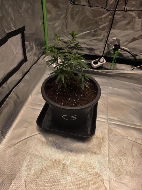 Candy store clone 2nd run 🍭🍬. Week 4