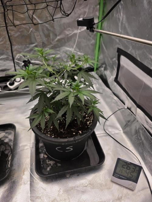 Candy store clone 2nd run 🍭🍬. Week 4