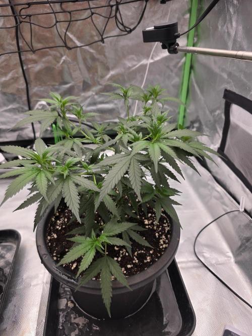 Candy store clone 2nd run 🍭🍬. Week 4
