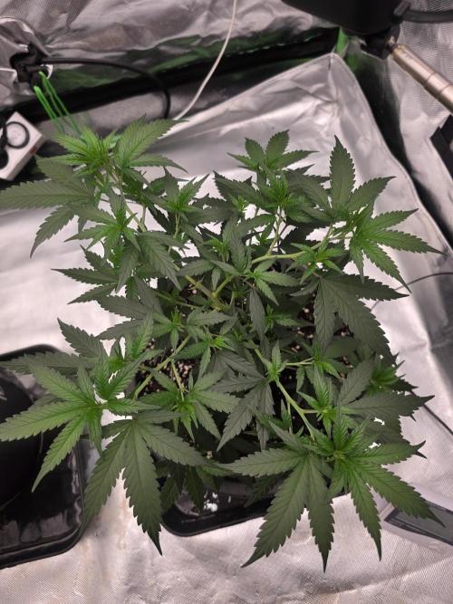 Candy store clone 2nd run 🍭🍬. Week 4