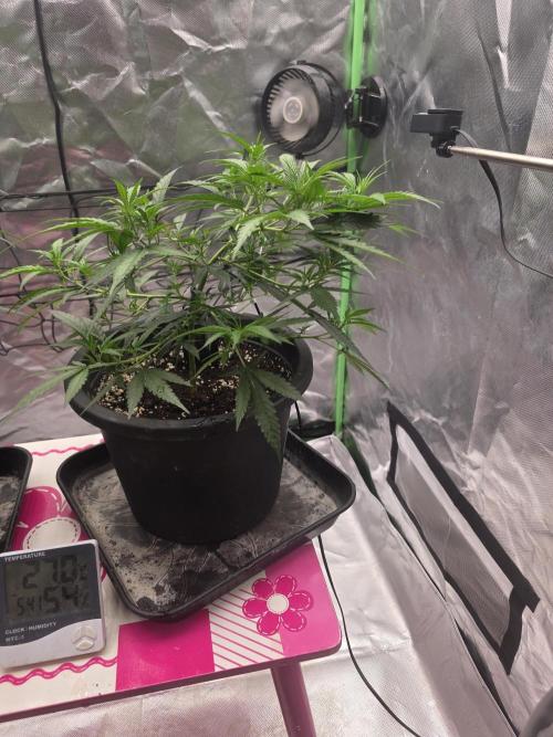 Blue Zushi clone!?🍣🍢🍥. Week 5