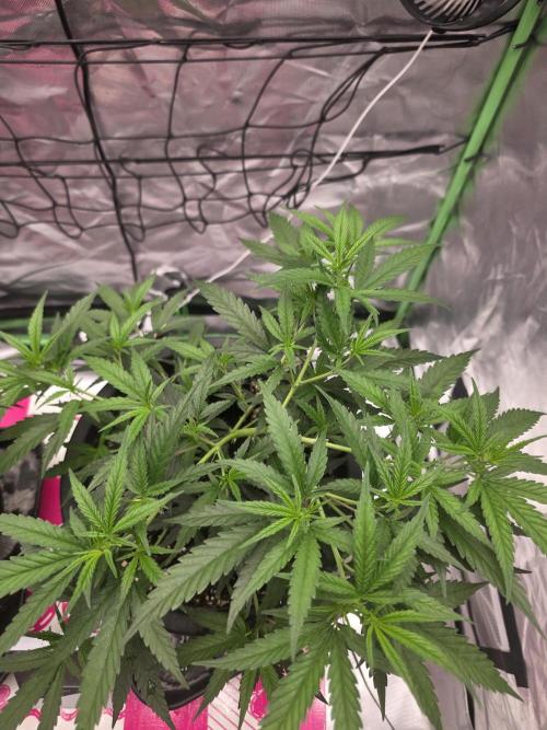 Blue Zushi clone!?🍣🍢🍥. Week 5