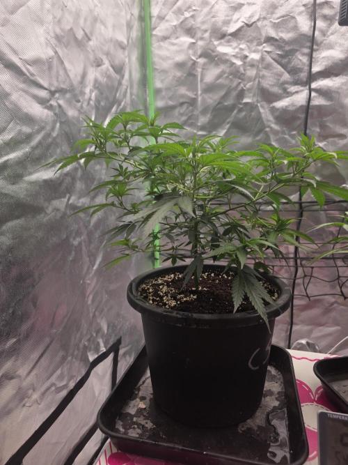 Candy store clone 2nd run 🍭🍬. Week 5