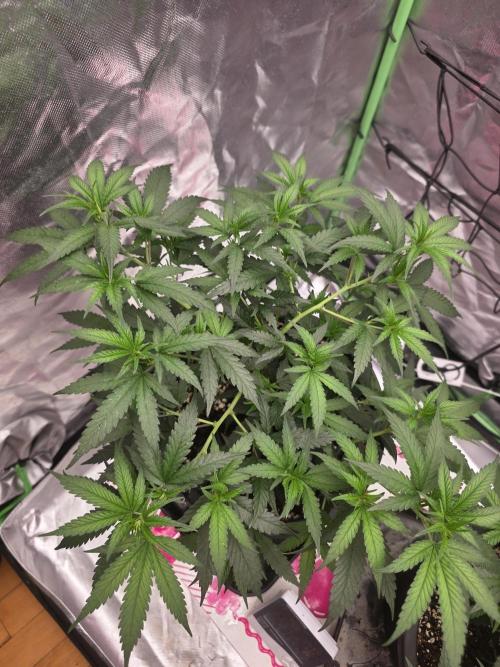 Candy store clone 2nd run 🍭🍬. Week 5