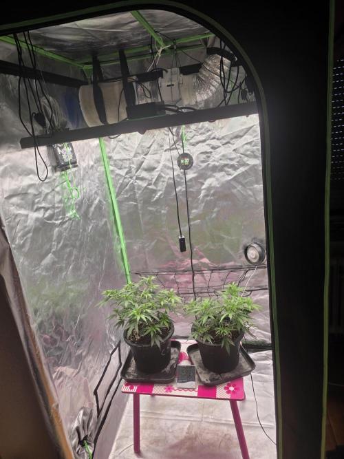 Candy store clone 2nd run 🍭🍬. Week 5